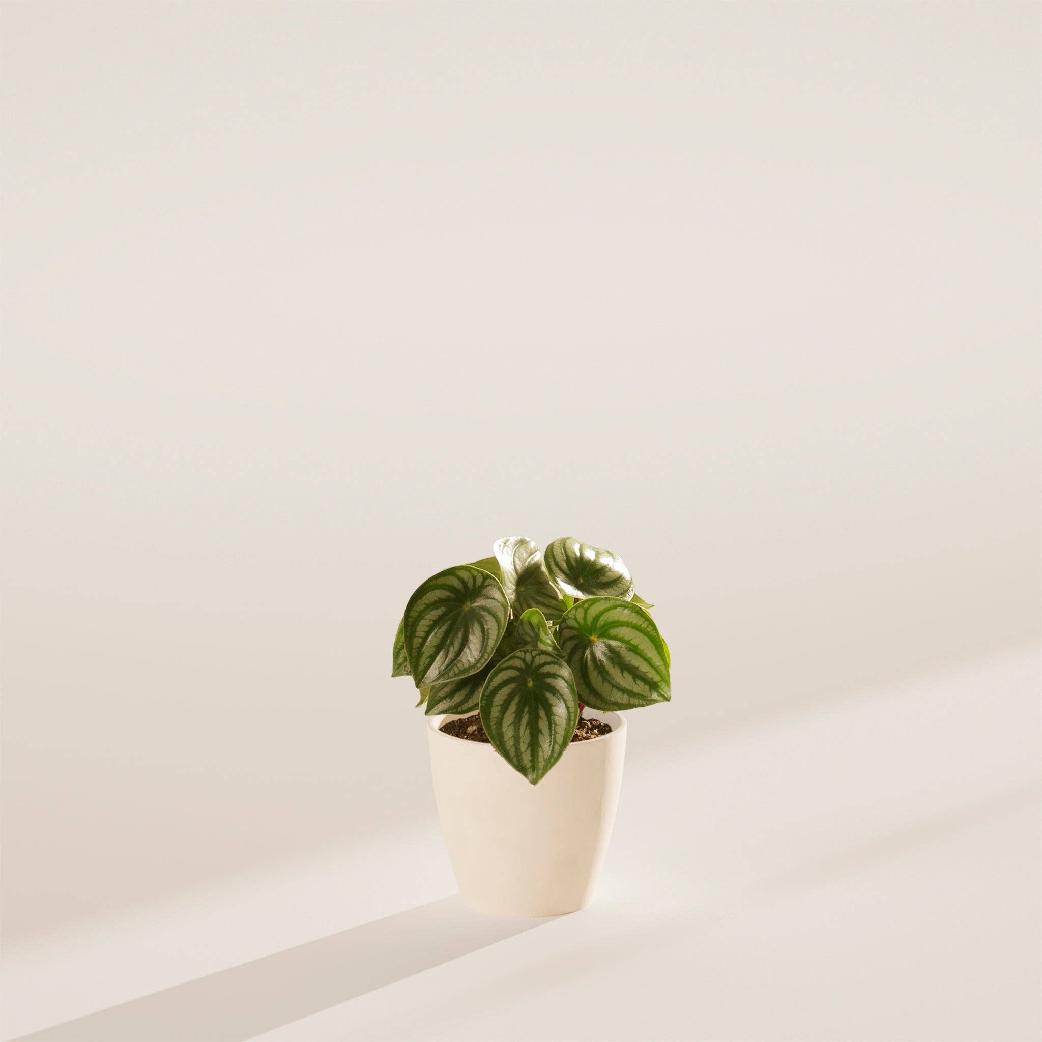 Lively Root - Wholesale Live Plant - Watermelon Peperomia5