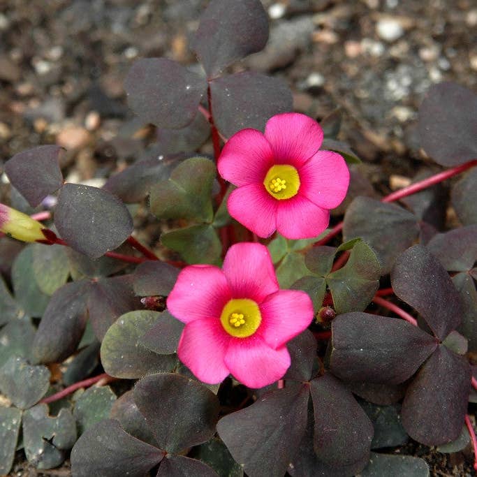 Pink Oxalis - Everyday Greeting Card from Austin TX for wholesale by Ann Woodall Studios