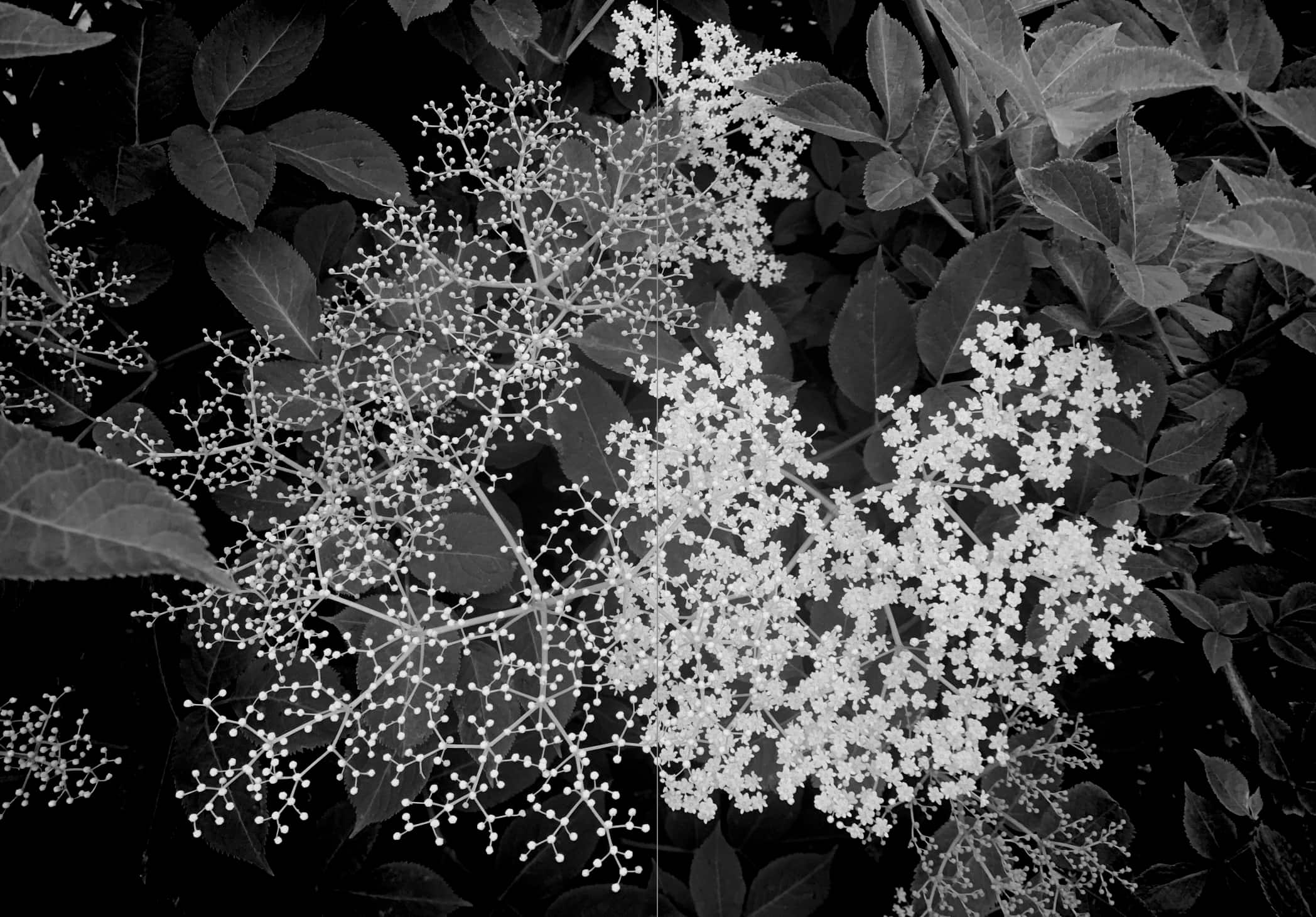 Hyldyr - Wholesale Nature & Outdoors - Lady Elder Tree: Northern Animism and Witchcraft13