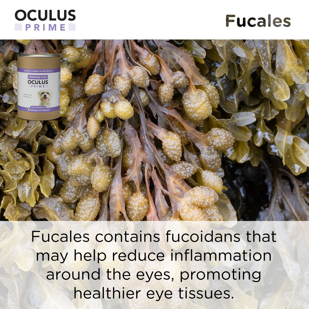 Seaweed For Dogs – wholesale Pet supplement – Dog – Oculus Prime | Control Weeping Eyes Naturally7