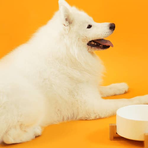 Petpal - Wholesale Pet Supplement - Cat/Dog - Pure Wild Alaskan Salmon Oil for Dogs & Cats Pet Supplement