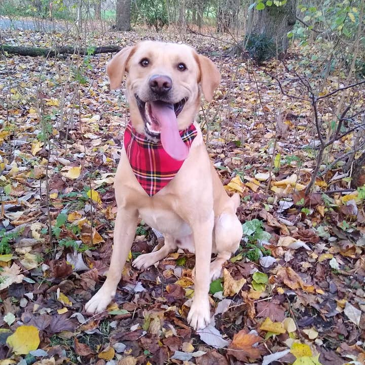 Red tartan bandana for wholesale by Thirty9Design