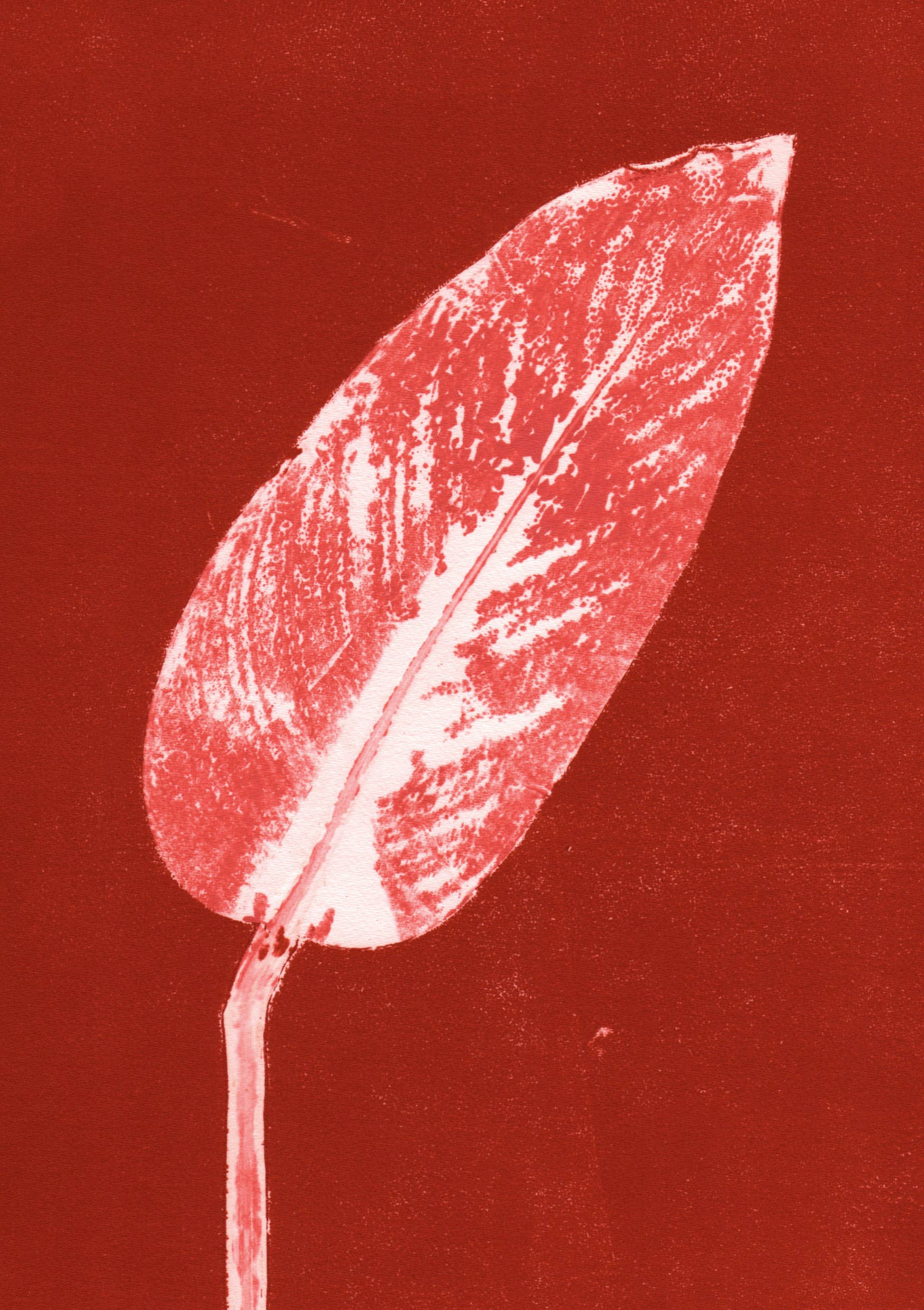 PERNILLE FOLCARELLI – Impressão artística por atacado – Calateia queimada de vermelho A50