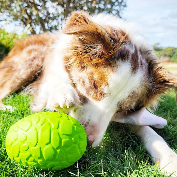 Green Dinosaur Egg - Chew and Enrichment Toy for wholesale on Faire1