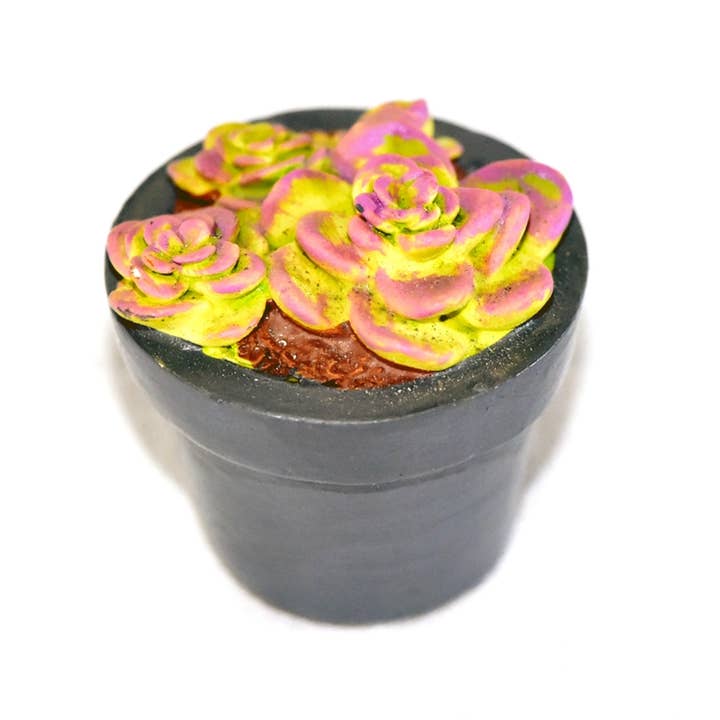 G & F Products - Vente Succulentes - Jardin Miniature Succulent, 4 pc3