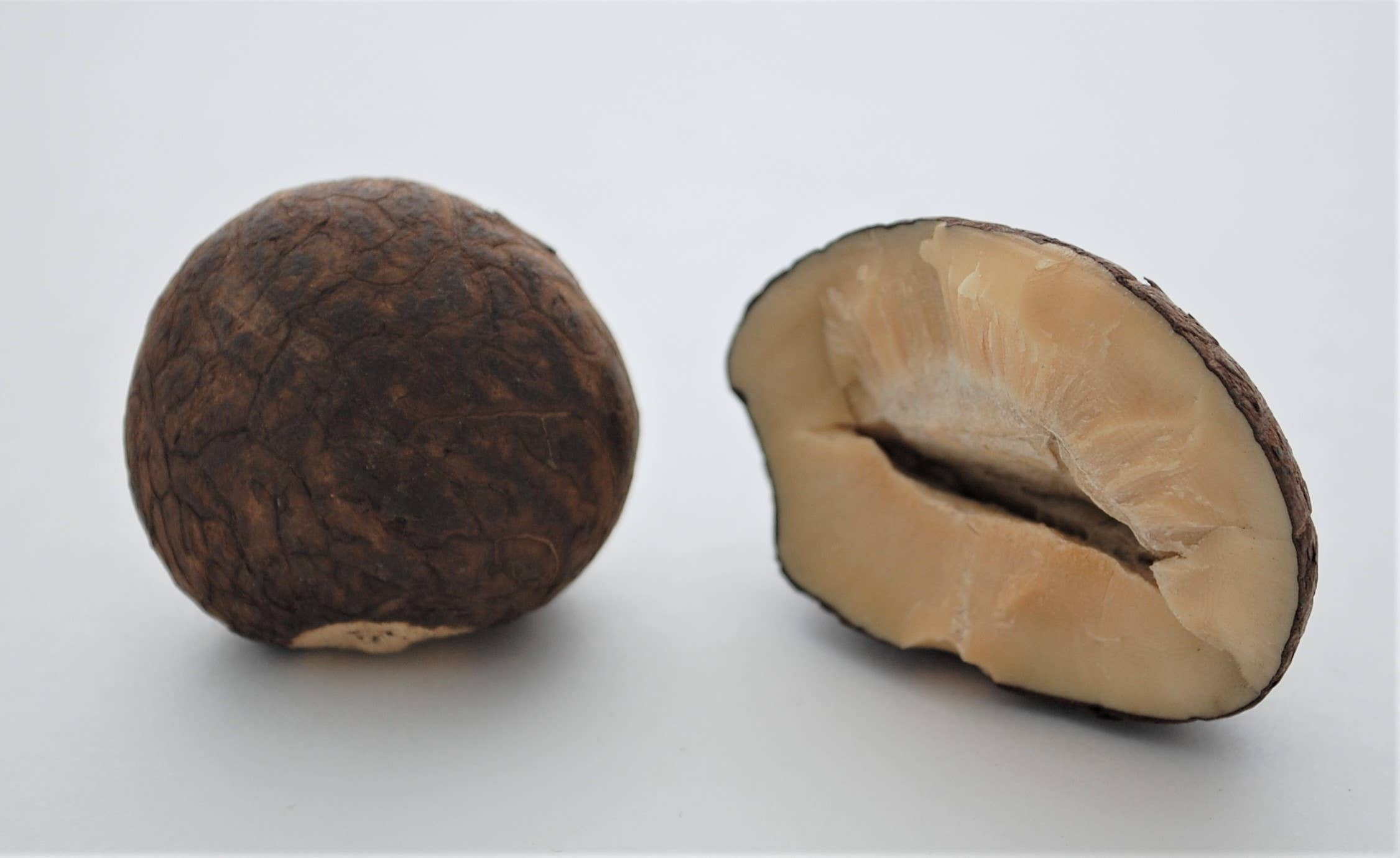 Semaki & Bird - Vente Colliers à pendentif - Collier de noix de Tagua Poisson3