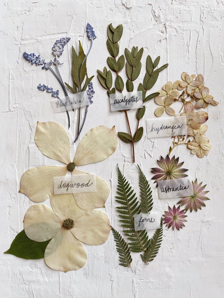 Autumn Flowers Pressed & Labeled Print for wholesale by Framed Florals