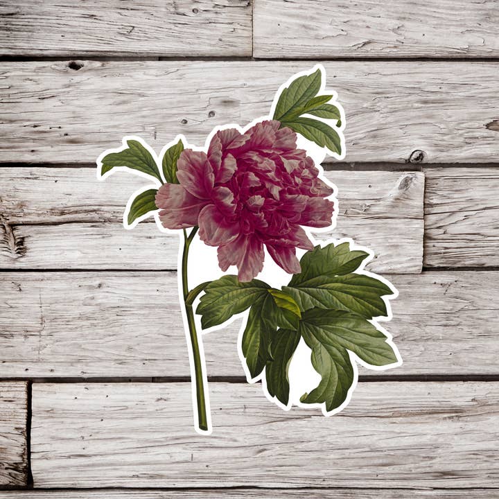 NatureCuts - Wholesale Sticker - Peony Flower Sticker, Vintage Peony Sticker, Wildflower