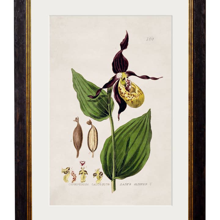 T A Interiors Wall Art & Mirrors – wholesale Gallery wall set – c.1837 British Flowering Plants5