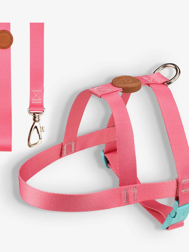 Set di base pettorina + guinzaglio Fiji per la vendita all'ingrosso da parte di Toh