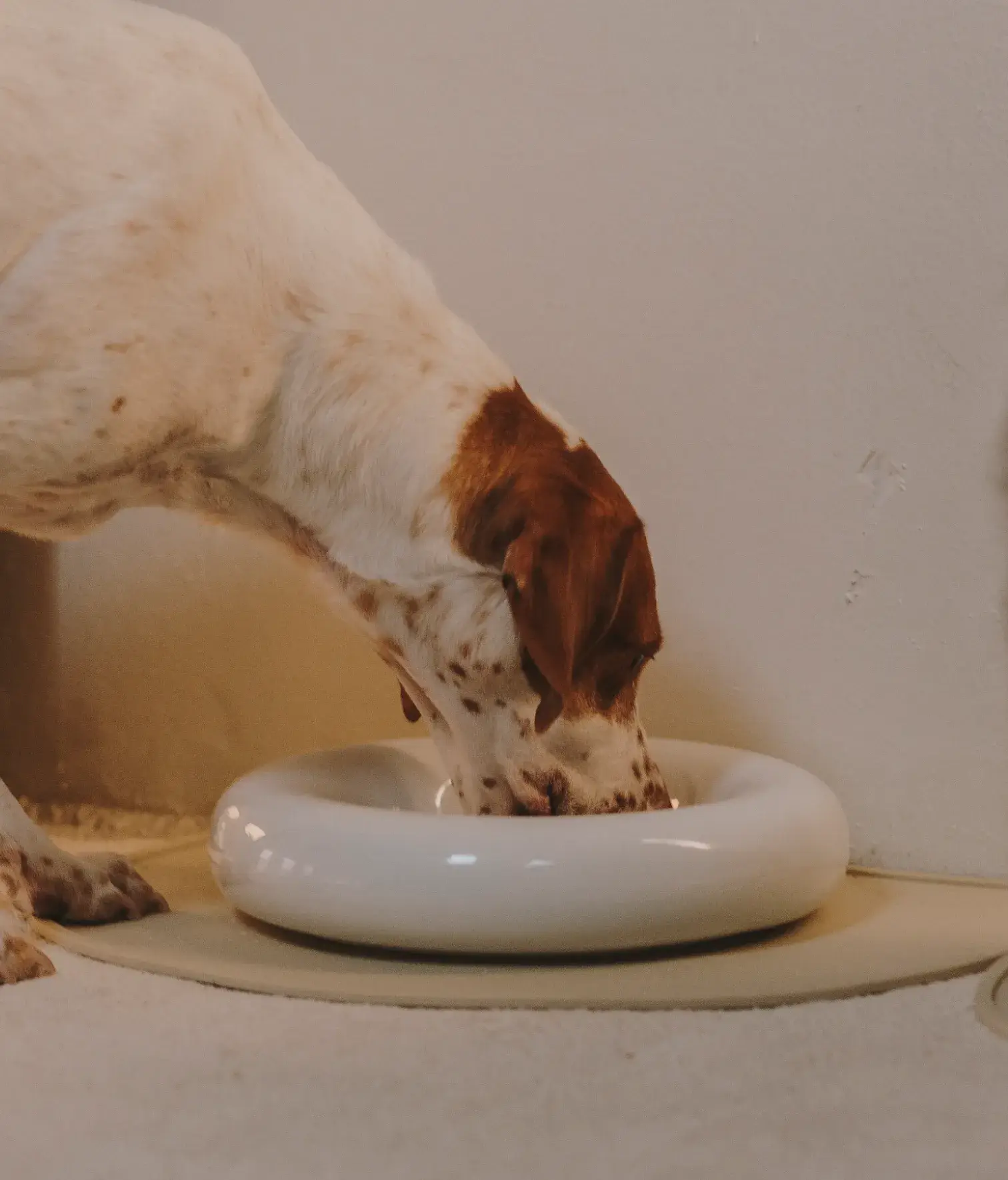 HotDog Pets - Wholesale Pet Bowl - Cat/Dog - White ceramic dog feeder13