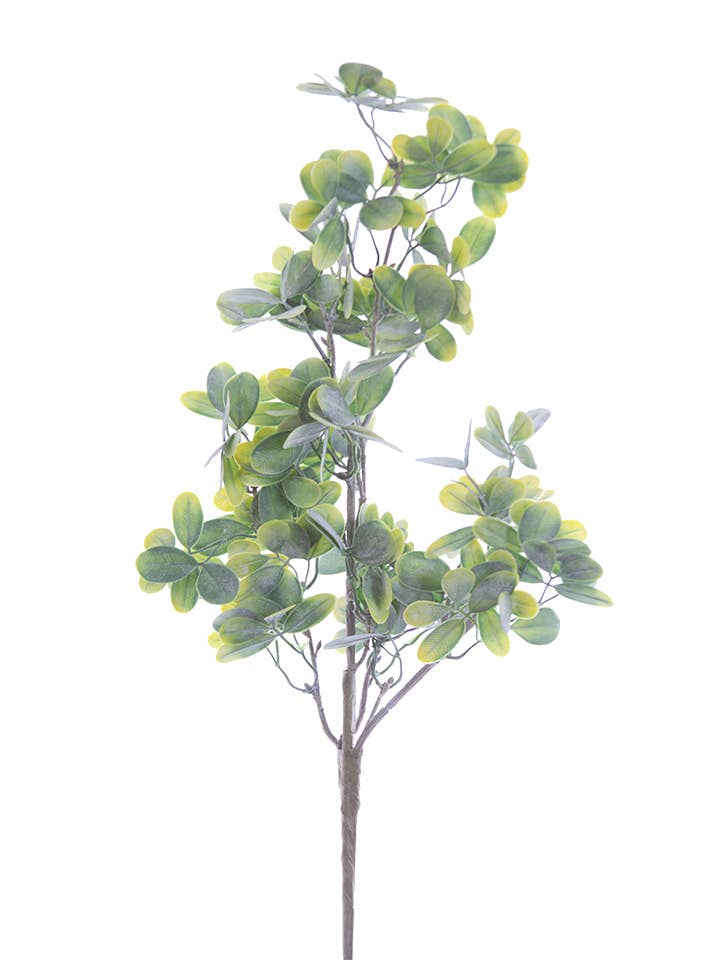 Pulvérisation de feuille de trèfle de 22" pour la vente par American Best