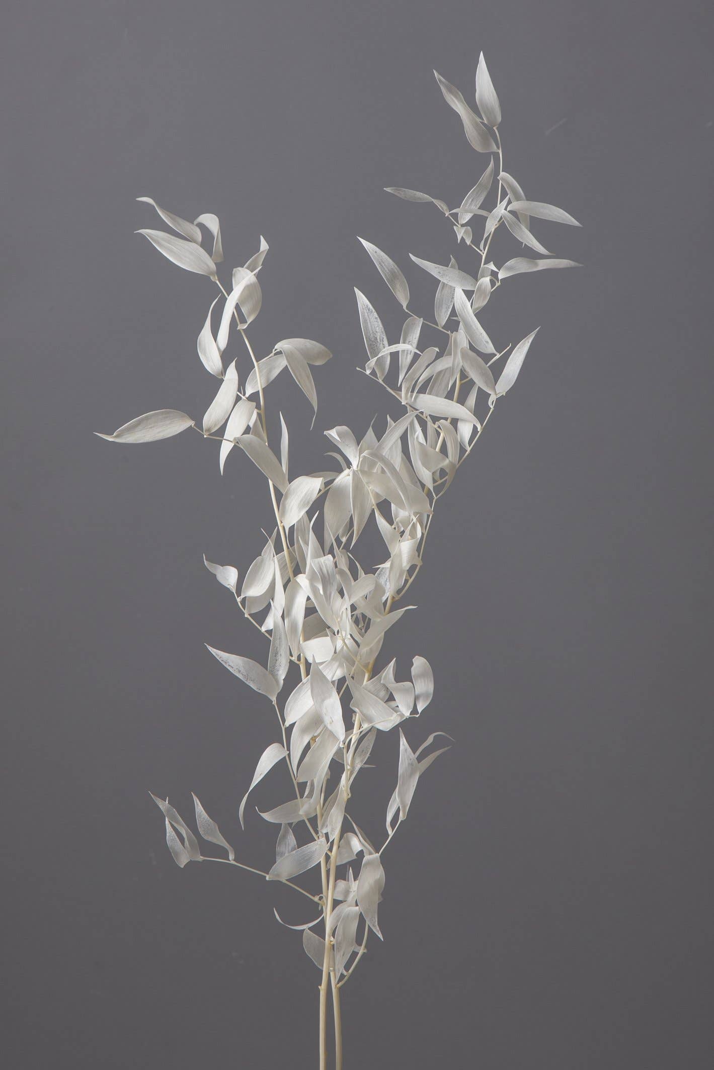 2626 Designs - Wholesale Dried/Pressed Flowers - Real Dried Preserved Italian Ruscus1