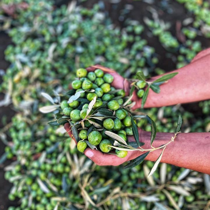 Tunnaliva - Vendita all'ingrosso Olio d'oliva - Olio EVO Tunnaliva Bottiglia da 0,250 litri - IGP SICILIA