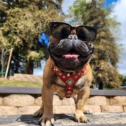 Le harnais Eros, rouge, taille S à M pour la vente par Serendipityfile