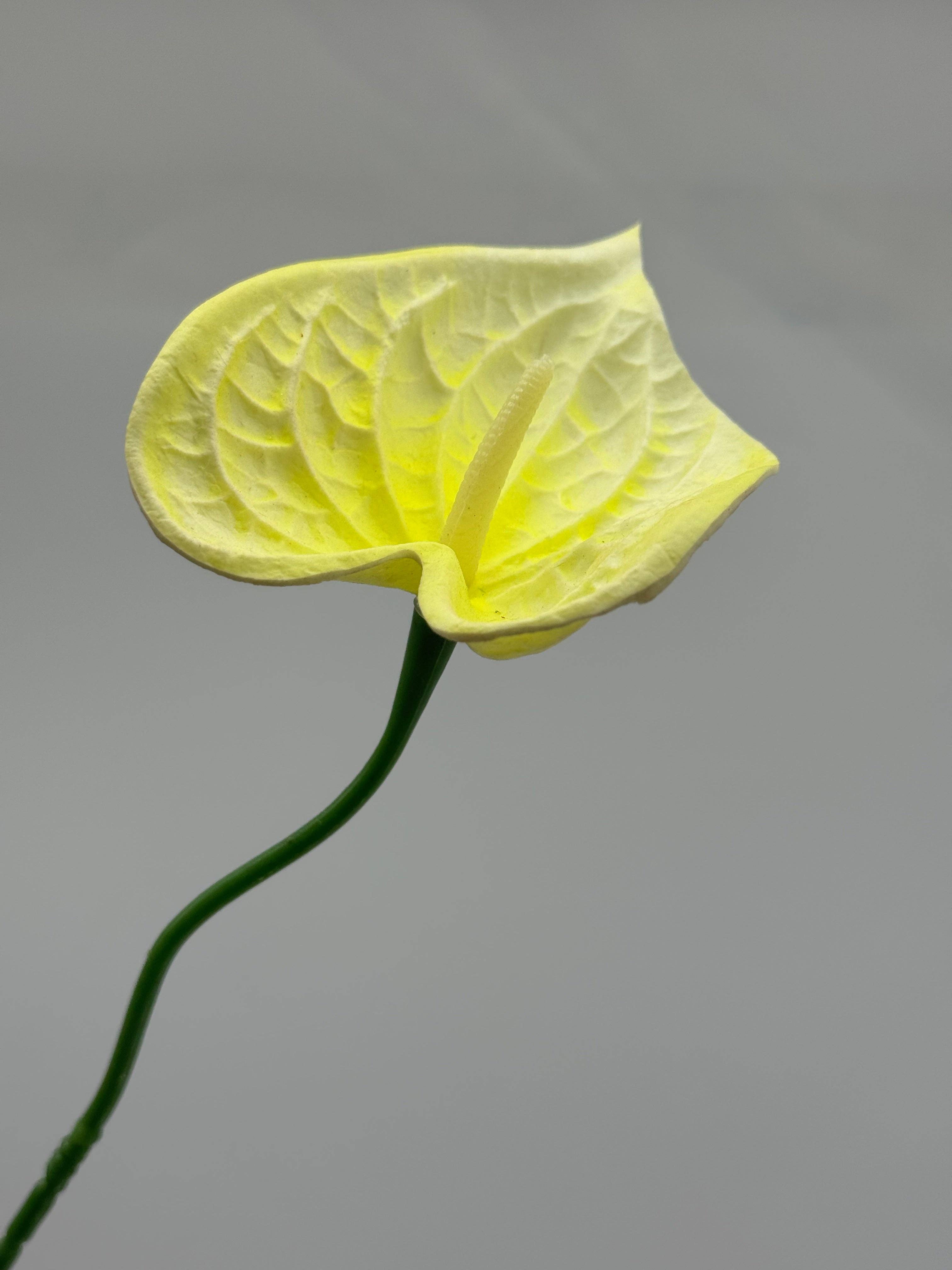 JKF & Co Pty Ltd - Wholesale Artificial Flowers - Anthurium Small Real Touch Single Stem5