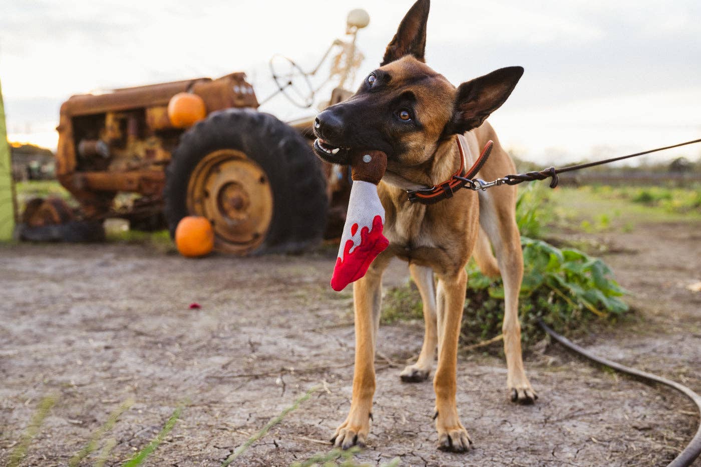 Only An Ocean Europe - Vendita all'ingrosso Peluche - Cani - P.L.A.Y Howling Haunts Doggy Dagger2