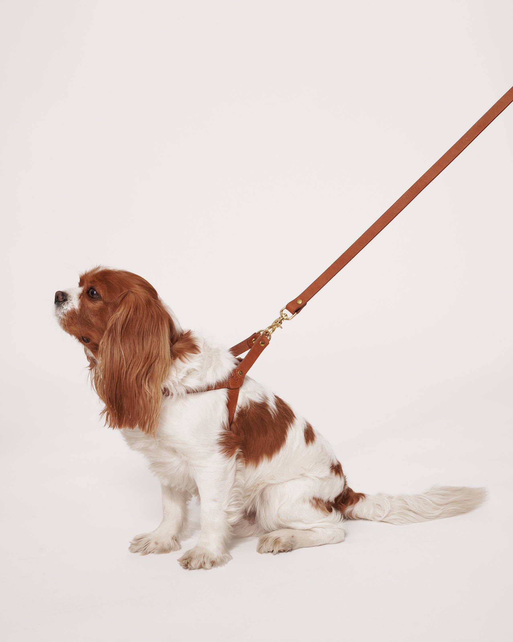 Muso & Co – Großhandel Haustiergeschirr – Hund – Klassisches Geschirr aus pflanzlich gegerbtem Leder6