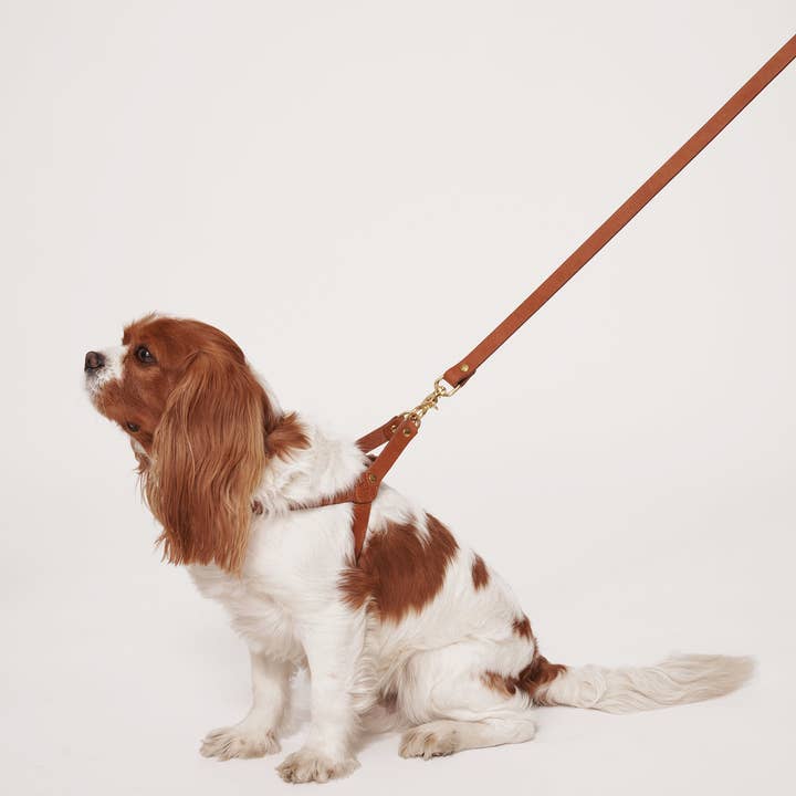 Muso & Co – Großhandel Haustiergeschirr – Hund – Klassisches Geschirr aus pflanzlich gegerbtem Leder6