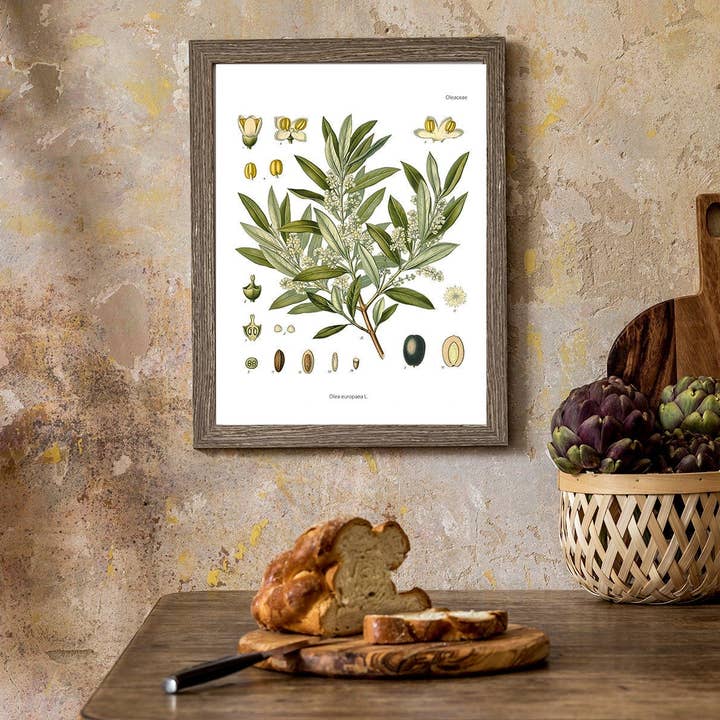 Olive Plant Botanical Chart Art for wholesale by PRRINT!