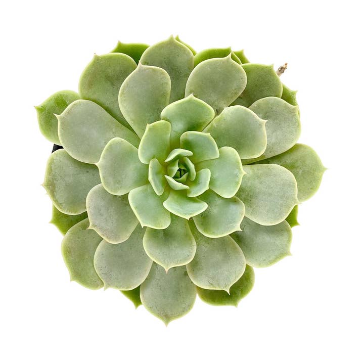 Best Plant Friend - Wholesale Succulent - Echeveria Fury Beautiful Rossette Succulent 2in/ 4in3