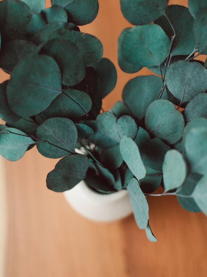 Blue Green Silver Dollar Eucalyptus Bundle for wholesale by Eucalypt Co.