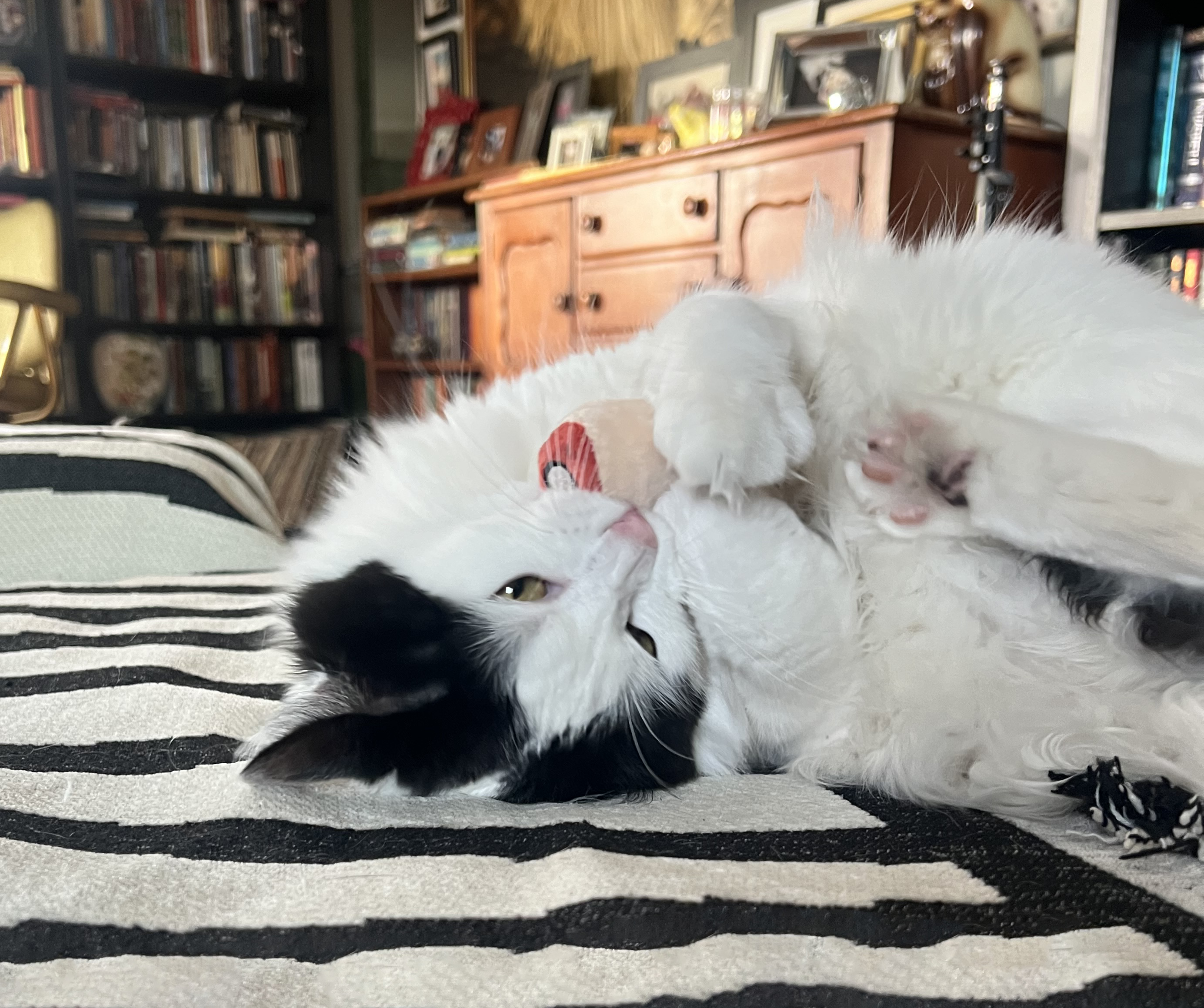 Doris Bizarro – wholesale Pet toy – Cat/dog – Pull my Finger2