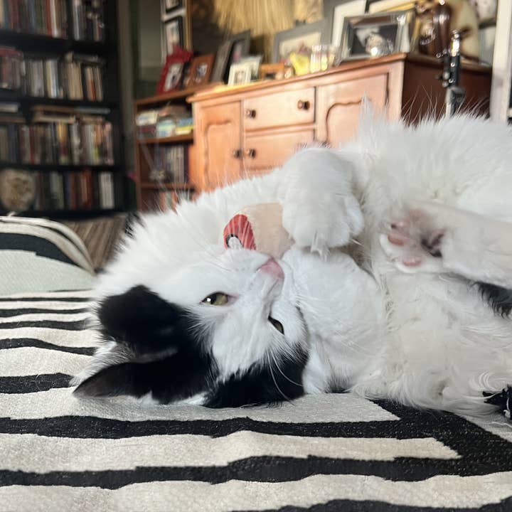 Doris Bizarro – wholesale Pet toy – Cat/dog – Pull my Finger2