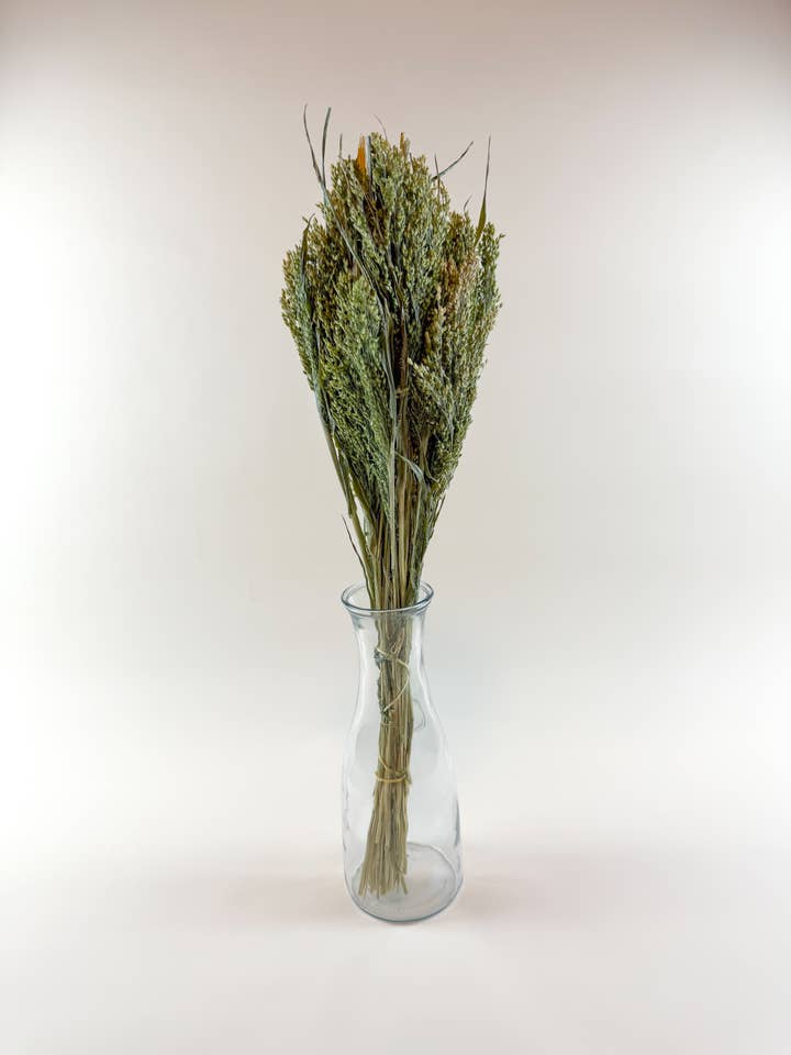 Canary Grass – Natural Dried Grass for Floral Arrangements for wholesale by Lovejoy Farms Premium Dried Flowers