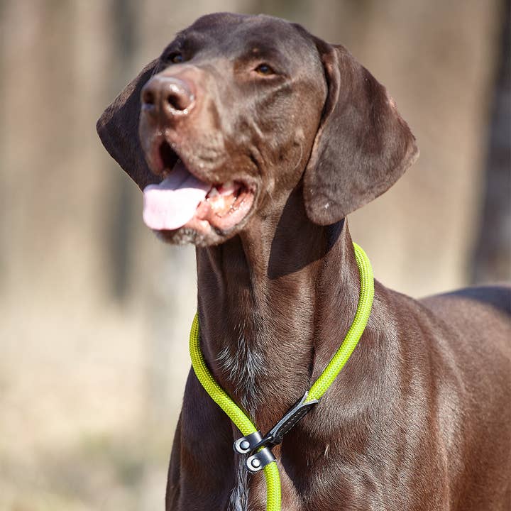 Dogline - Vente Laisse – chien - Câble antidérapant rond en nylon16