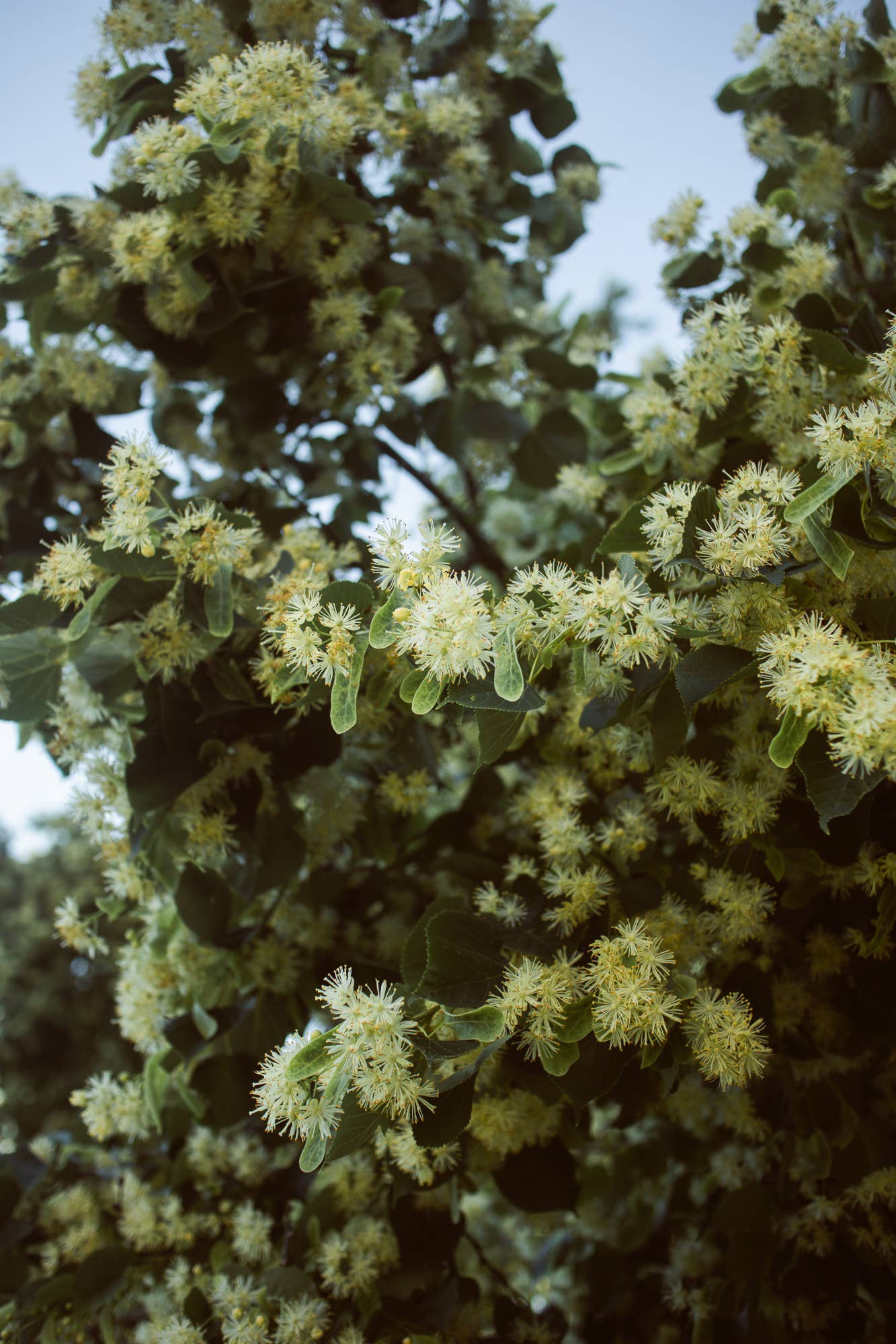 Plūkt - Wholesale Health/Detox Tea - Linden Tea - honey tea, certified organic Nordic herbal tea5