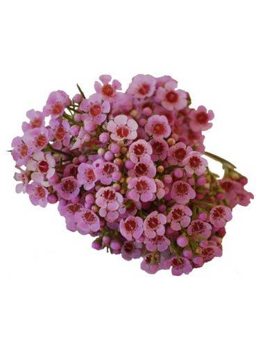 Waxflower Pink 10 bunches for wholesale by Florasource