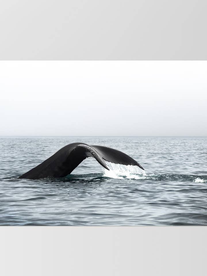 Whale Wall Art Poster. Humpback Whale Tail. Modern Ocean Art for wholesale by PRINT AND PROPER