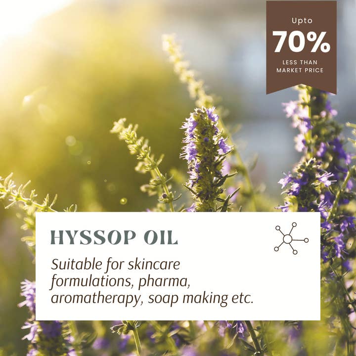 aromachology - Wholesale Essential Oil - Hyssop Essential Oil