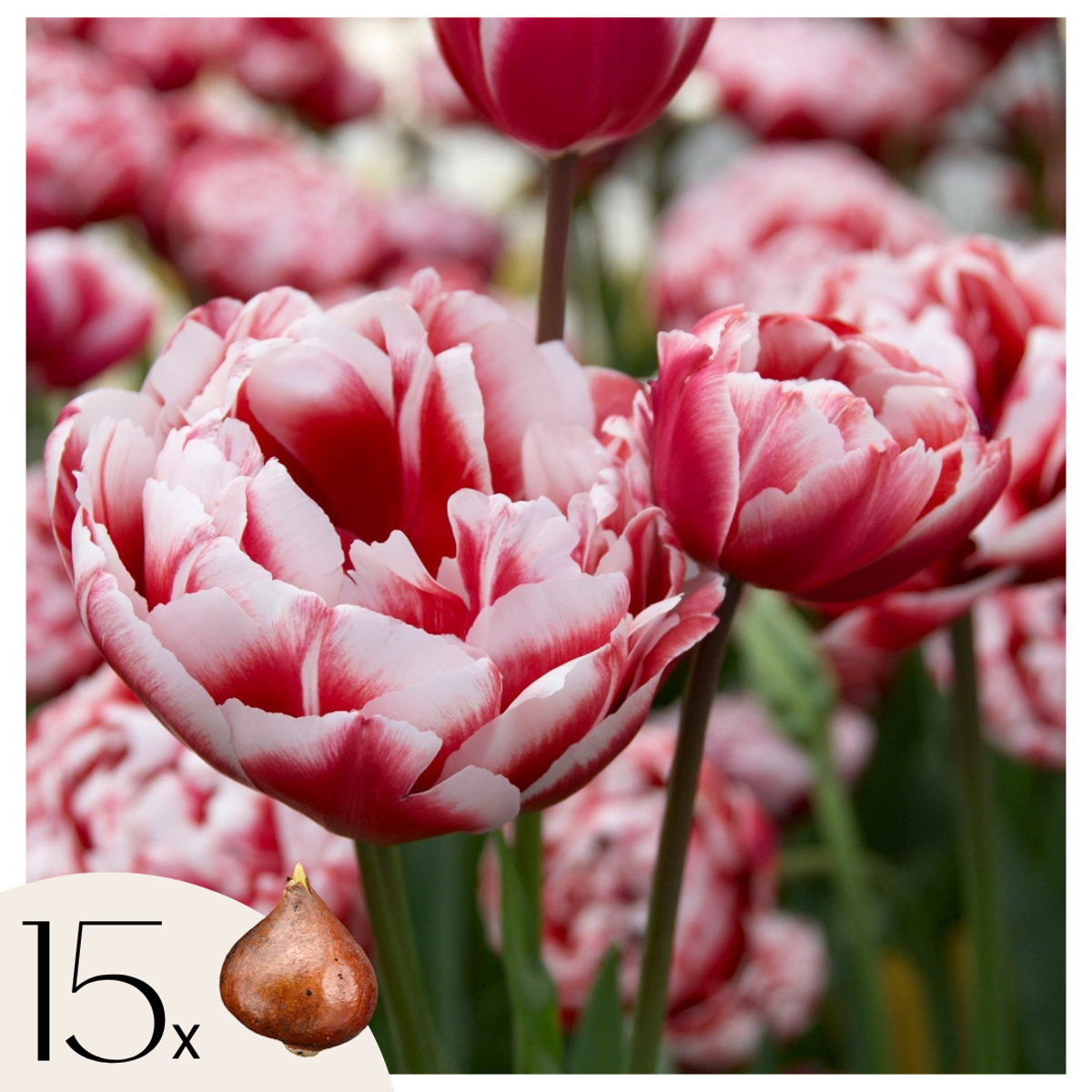 Oasis of Life - Vente Plante - Tulip Bulbes de tulipes – 15 pièces – Tulipa ‘Drumline’ – Tulipes pivoine rose et blanc – Bulbes à fleurs pour parterre, balcon et pot – Rustique et vivace0