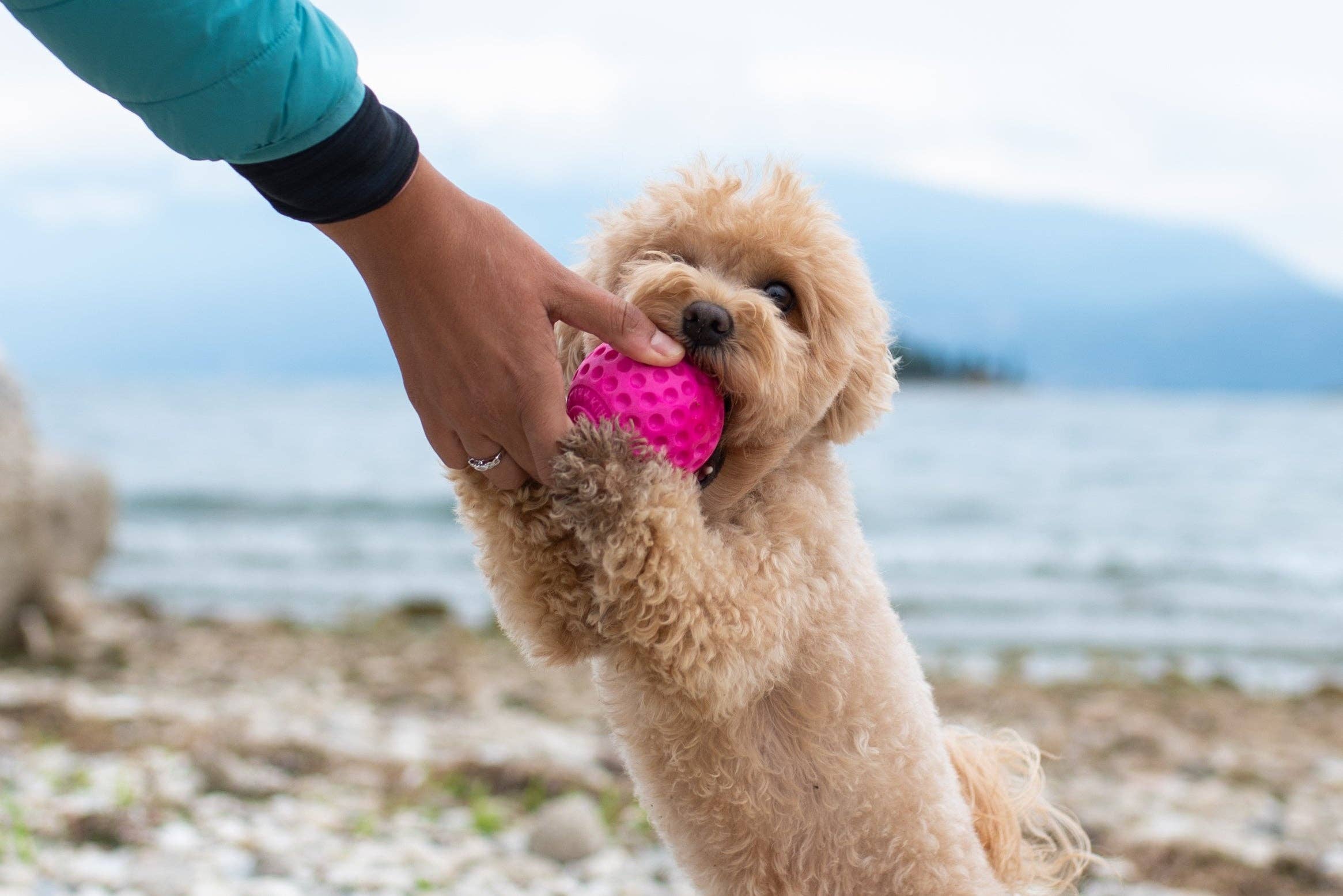 IGSM LTD - Wholesale Pet Fetch Ball - Dog - KIWI Walker - Dog Ball - MINI4