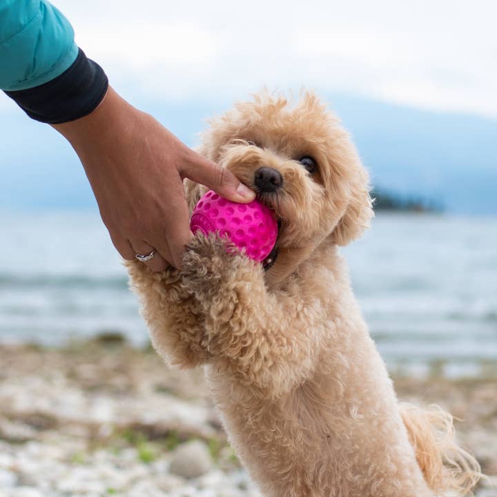 IGSM LTD – Engroshandel Apporterbold - Hund – KIWI Walker hundebold - MINI4