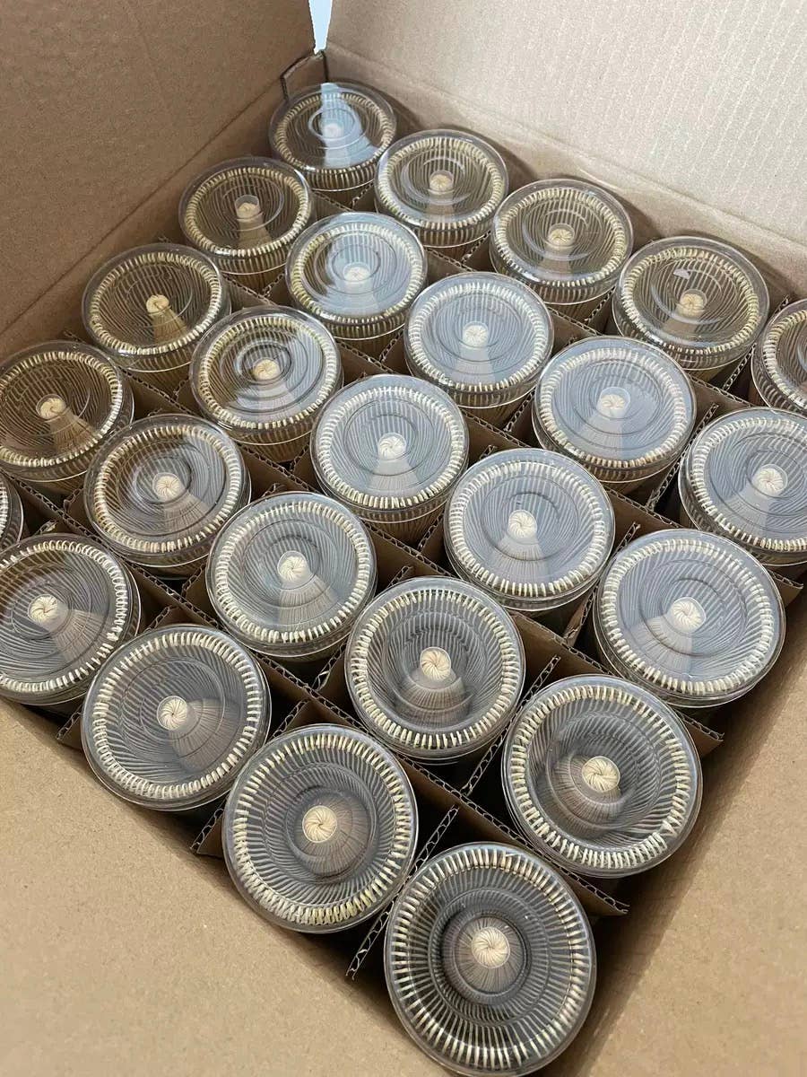 brut tea - Wholesale Whisk - Purple Bamboo Matcha Whisk – 100 Prongs | Handmade Chasen
1