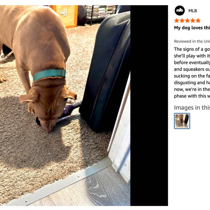 Pawcasso - Wholesale Pet Plush Toy - Dog - Barkolo19