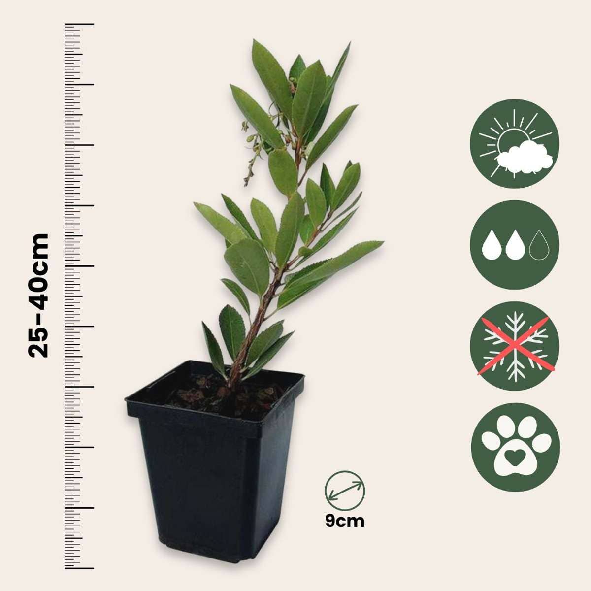 Oasis of Life - Wholesale Live plant - Strawberry Tree – Set of 6 Arbutus 'Unedo' – Evergreen Strawberry Tree with White Flowers & Red Fruits – Mediterranean Ornamental Tree for Garden & Terrace – Height 25–40cm – Ø9cm2