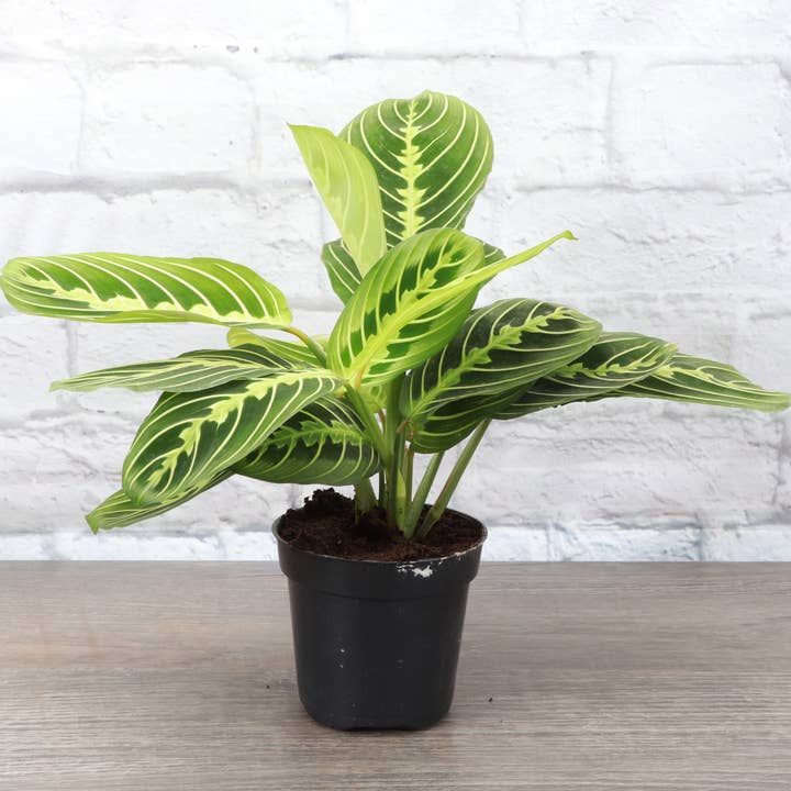 Lemon Lime Prayer Plant - Live Plant and other Purchase Wholesale maranta. Free Returns & Net 60 Terms on Faire trending on Faire.