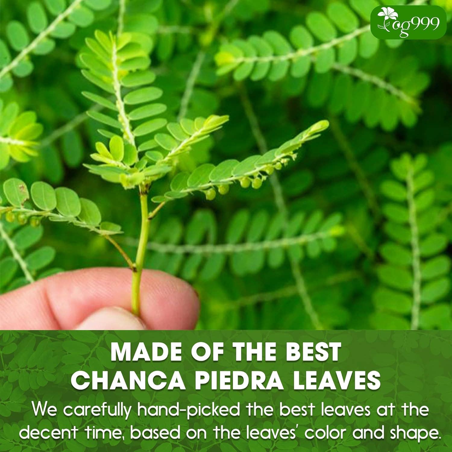 Naomi's Happy Place Shop - Wholesale Health/Detox Tea - Dried Chanca Piedra Leaves, Chanca Piedra Tea “Stone Breaker” Tea Bags5