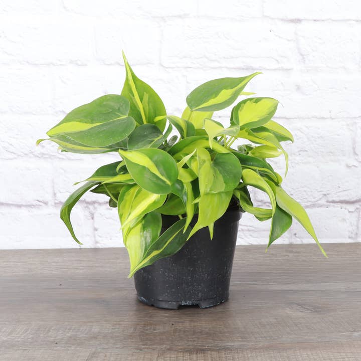 Thorsen's Greenhouse - Wholesale Live Plant - Brazil Philodendron - Live Plant