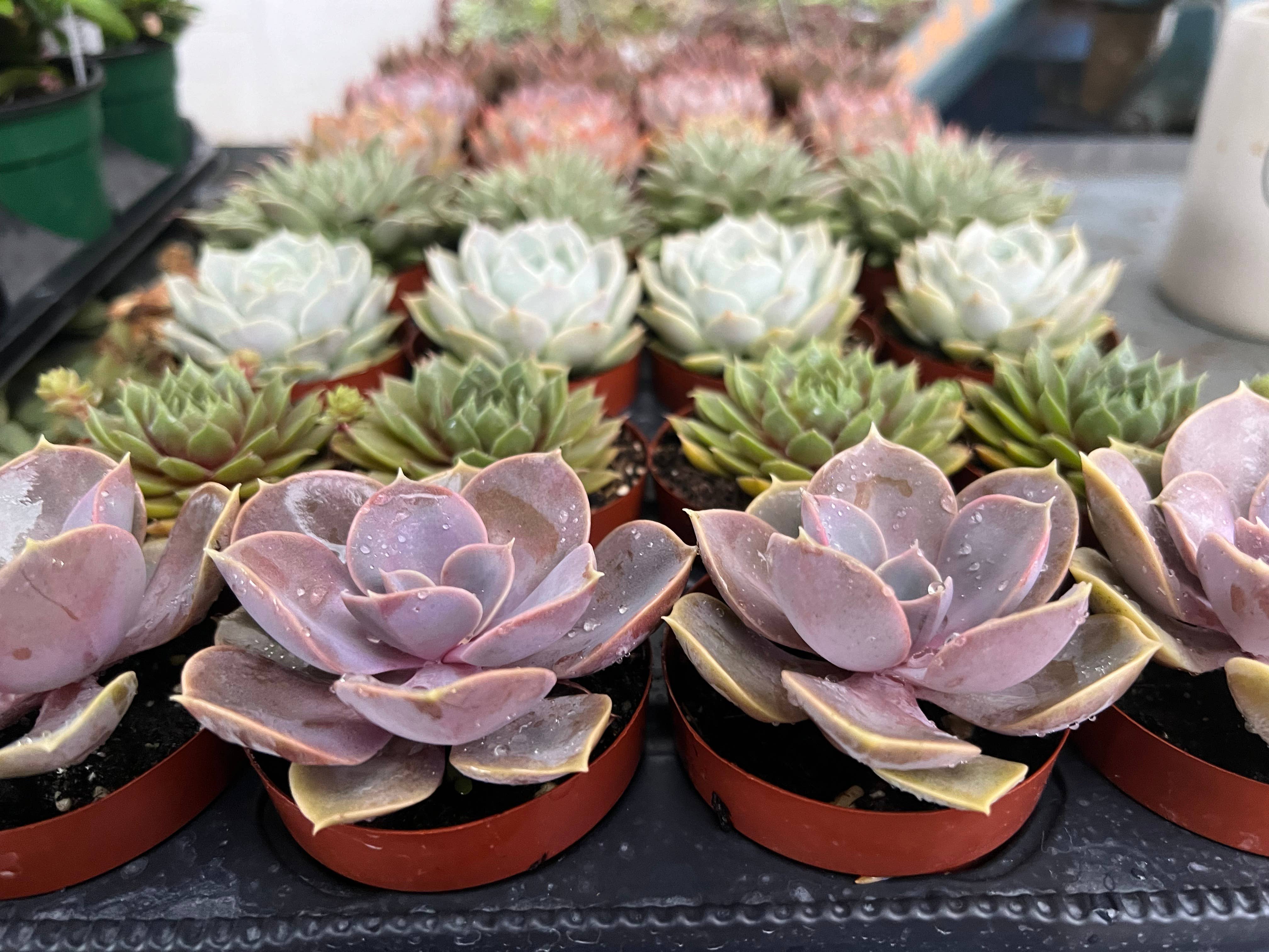Dutch Touch Growers - Wholesale Succulent - 28 - Assorted Live Succulent 2.5" Plants6