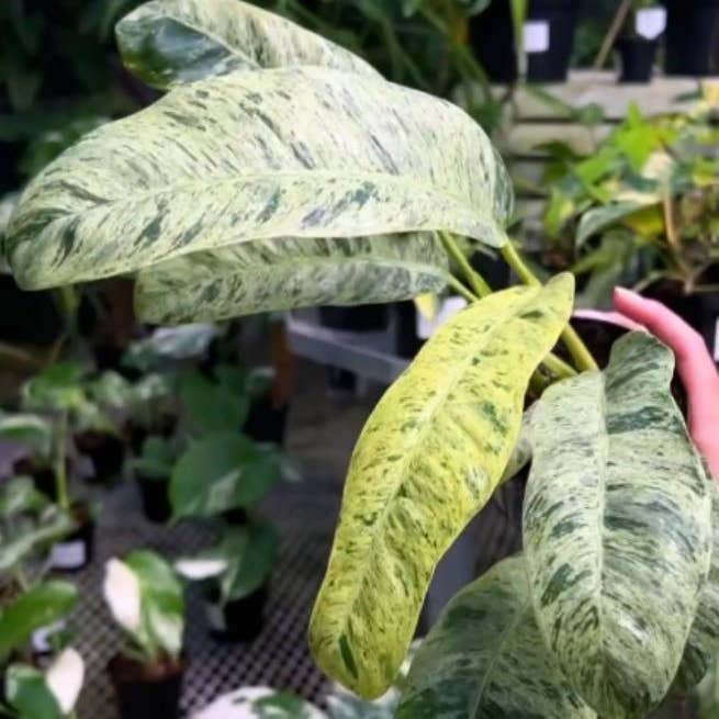 Epipremnum giganteum variegated TC Plantlet | Rare Houseplant for wholesale by OrchidBox