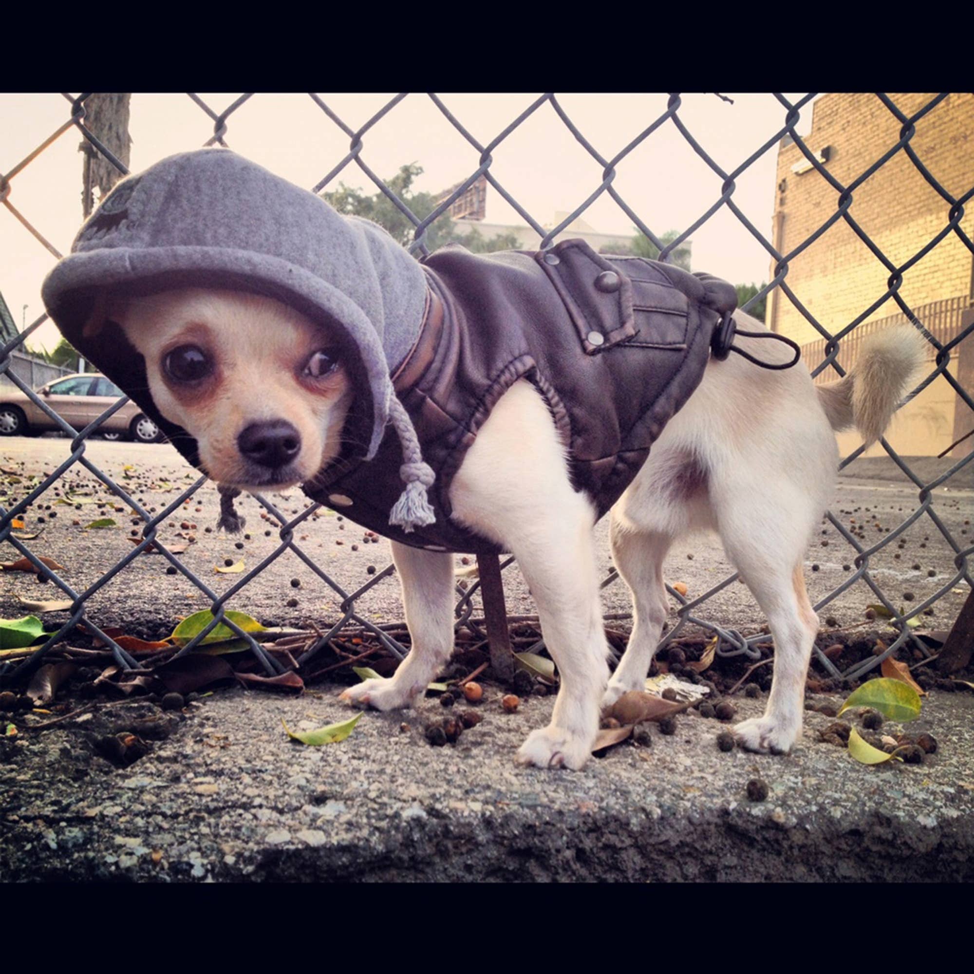 Barker's Bowtique - Wholesale Pet Coat - Dog - Hip Doggie -  Vintage Bomber Jacket3