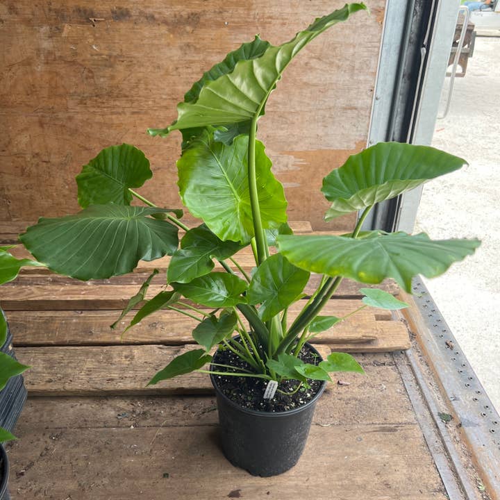 10" Alocasia California for wholesale by Triad Plants