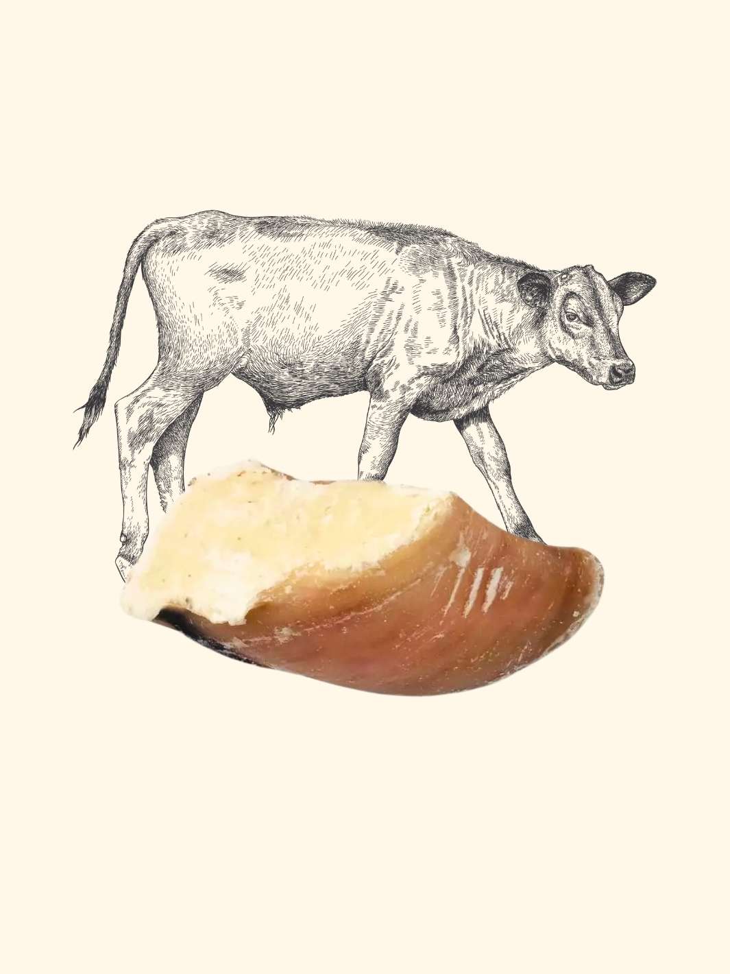 Truffe Délice – wholesale Pet treats – Dog – Garnished veal shank0