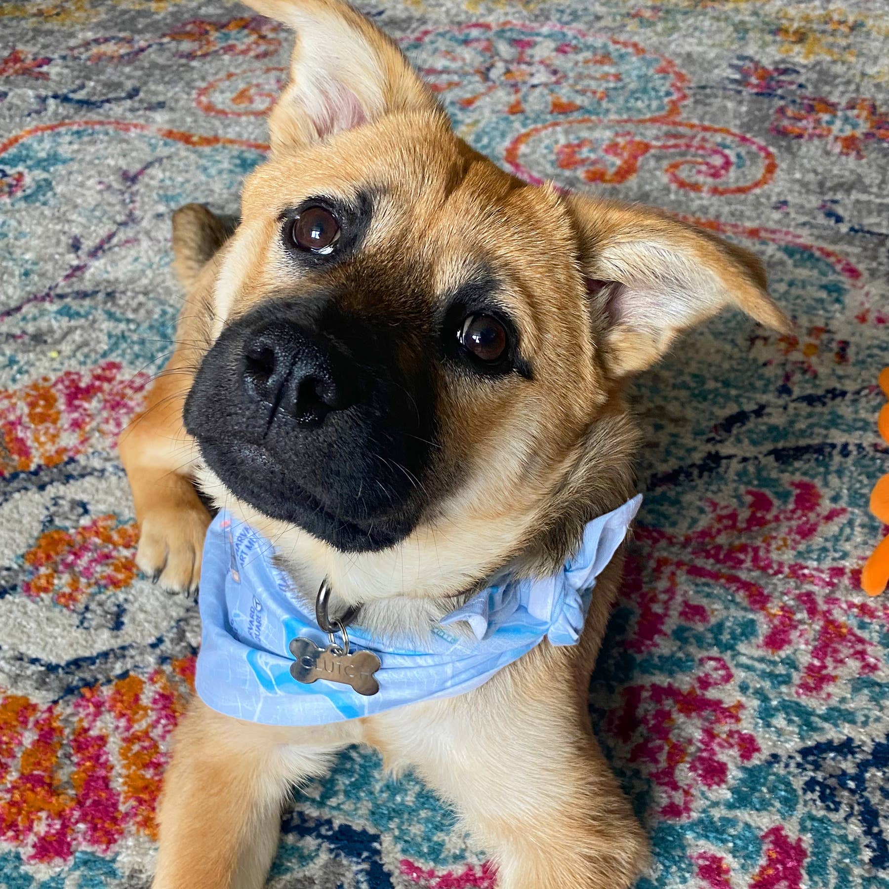 Maritime Tribes LLC - Wholesale Pet Bandana - Dog - Bandana  aka Dogdana -Doggie Bandana5