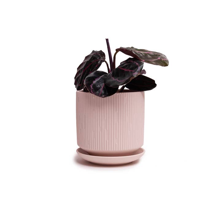 Chive - Wholesale Plant Pot - Virago Planter Pots With Drainage Hole 5 Inch Pot And Saucer14